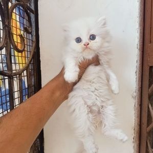 Meet your Posher, Asad